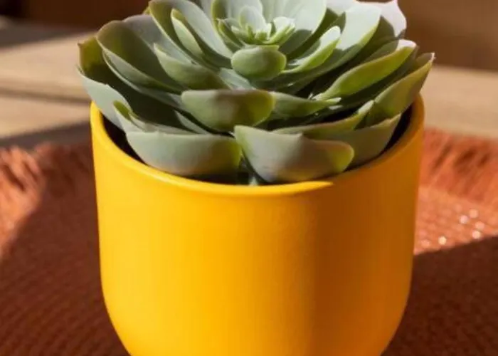 Profithome- Casa Checha Apartment *